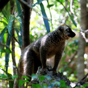 Red-fronted brown lemur