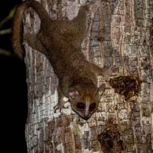 mouse lemur