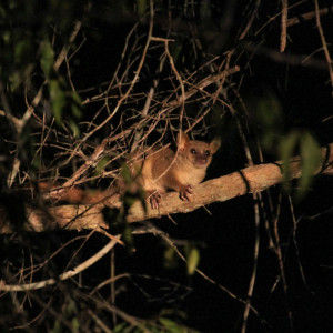 sportive lemur (Lepilemur)