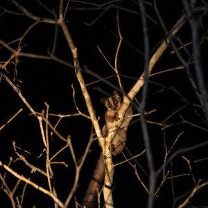 pale fork-marked lemur (Phaner pallescens)