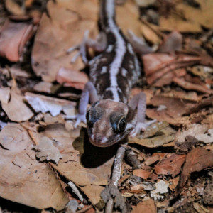 Paroedura bastardi gecko