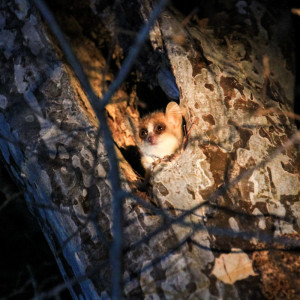 grey mouse lemur (Microcebus murinus)