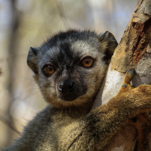 red-fronted brown lemur