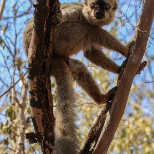 Eulemur rufifrons