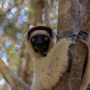 Verreaux's sifaka