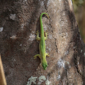 common green gecko (Phelsuma madagascariensis)