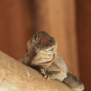 Collared iguanid