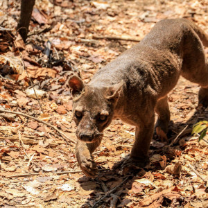 the fossa (Cryptoprocta ferox)