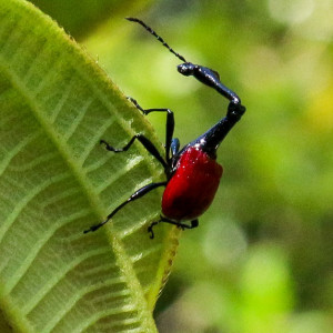 the curious looking giraffe weevil