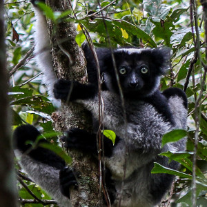 the indri