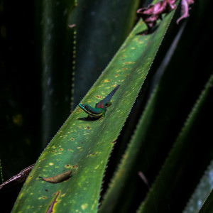 common green gecko