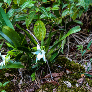 orchids