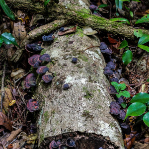 forest fungi