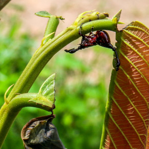 Giraffe weevil sex