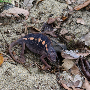 female digging a hole to lay eggs