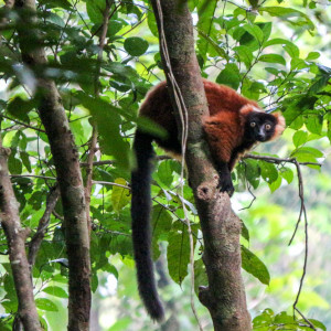 red ruffed lemur