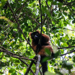 red ruffed lemur