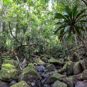 amazing rainforest