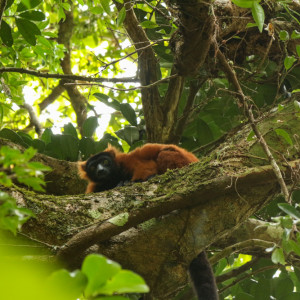 red ruffed lemur