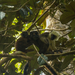 white fronted brown lemur family