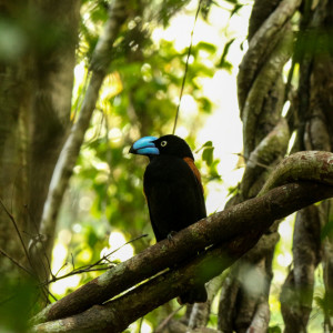 the vanga is endemic to masoala