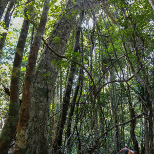 tree canopy lets little light in