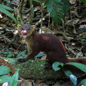 brown tailed mongoose