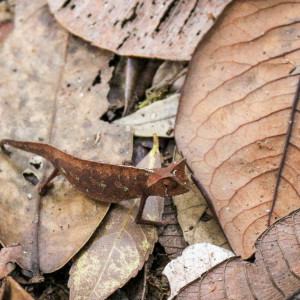 small brookesia