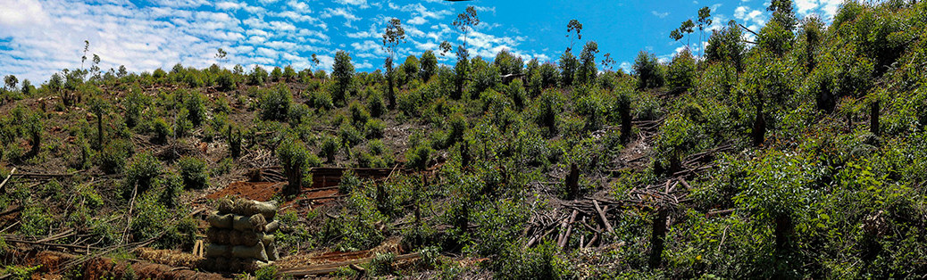 EucalyptFeature