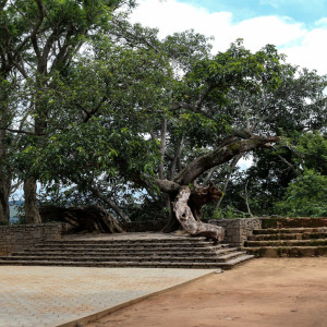 Old fig tree a place of public speaking