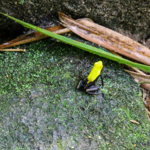 mantella frog