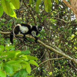 black and white ruffed lemur