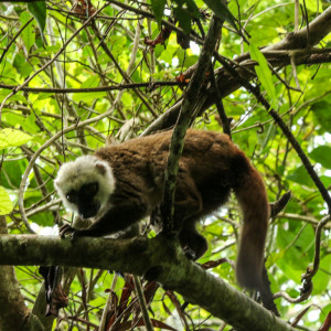 white fronted brown lemur