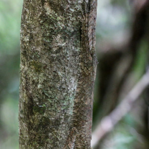 can you see me? Uroplatus fimbriatus leaf-tailed gecko