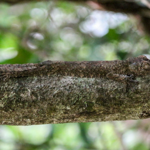 Uroplatus fimbriatus