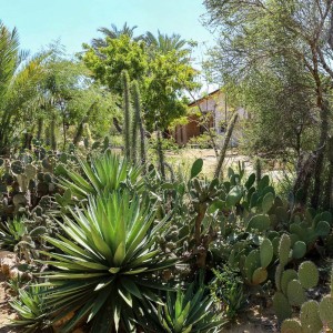 succulent garden