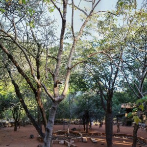 radiated tortoise enclosure