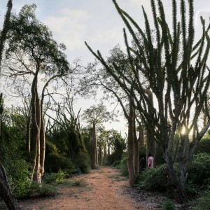 the spiny forest mangily