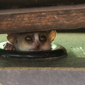 mouse lemur