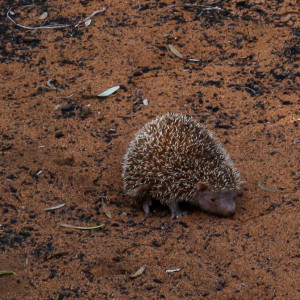 tenrec!!!