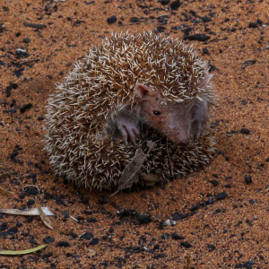 tenrec sitting!!!