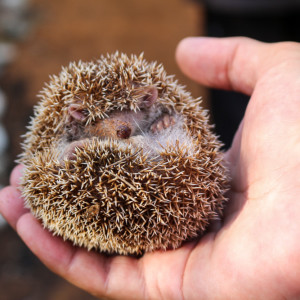 tenrec in my hand!!!