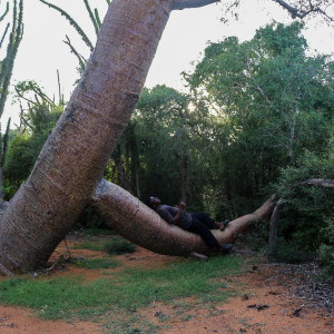 lazing on the baobab