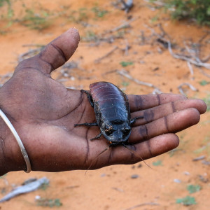 hissing cockroach