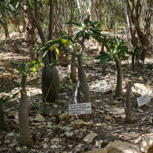 malagasy pachypodium