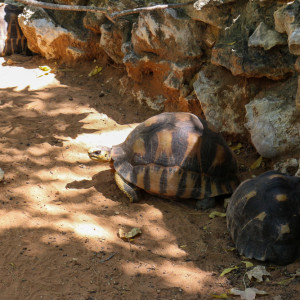 radiated tortoise