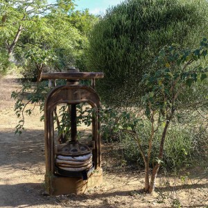 baobab oil press