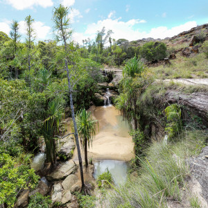 pandanus lined streams