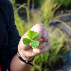 four-leaf clover