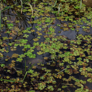 more four-leaf clover